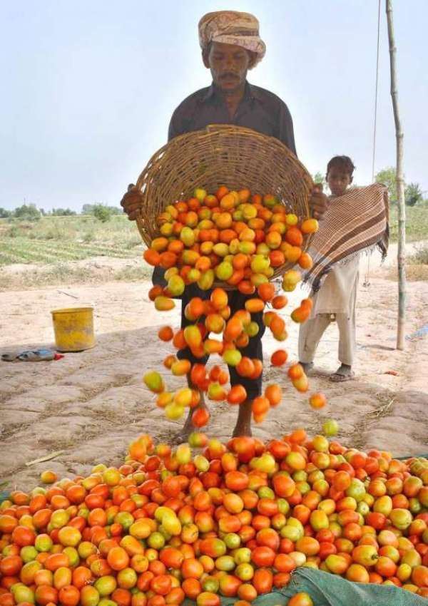 فیصل آباد: کسان کھیت سے ٹماٹر چن کر ایک جگہ پر ڈھیر لگا رہا ..
