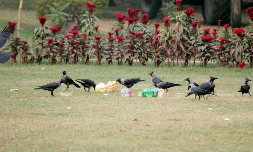 لاہور: جیلانی پارک میں کوے بچا کچھا کھانا کھا رہے ہیں۔