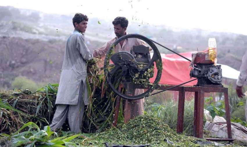 راولپنڈی: دکاندار ٹوکے پر جانوروں کا چارہ کاٹ رہا ہے۔