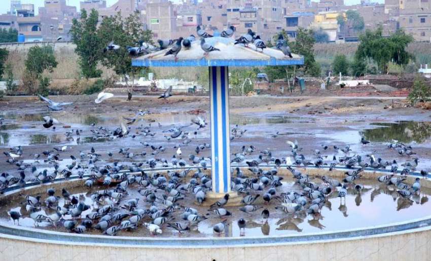 حیدر آباد: کبوتر دانا چنتے ہوئے۔