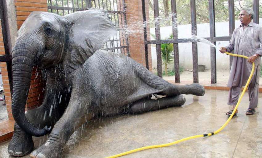 کراچی: چڑیا گھرکا اہلکار ہاتھی کو نہلا رہا ہے۔