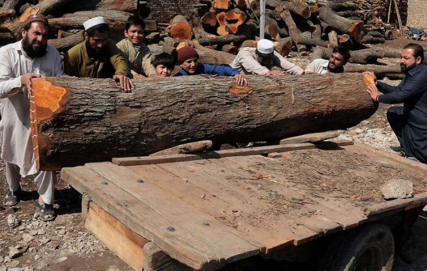 راولپنڈی: ٹمبر مارکیٹ میں ملازمین بھاری لکڑی ریڑھے پر لادھ ..