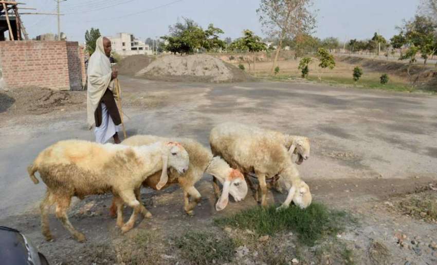 لاہور: نواحی علاقے میں ایک شخص اپنی بھیڑوں کو چرانے کے لیے ..