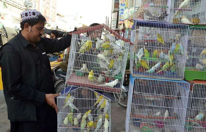 کوئٹہ: دکاندار فینسی برڈ فروخت کے لیے گاہکوں کا منتظر ہے۔