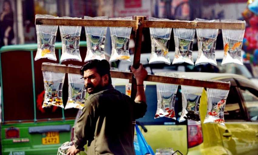 راولپنڈی: محنت کش گاہکوں کو متوجہ کرنے کے لیے رنگ برنگی مچھلیاں ..