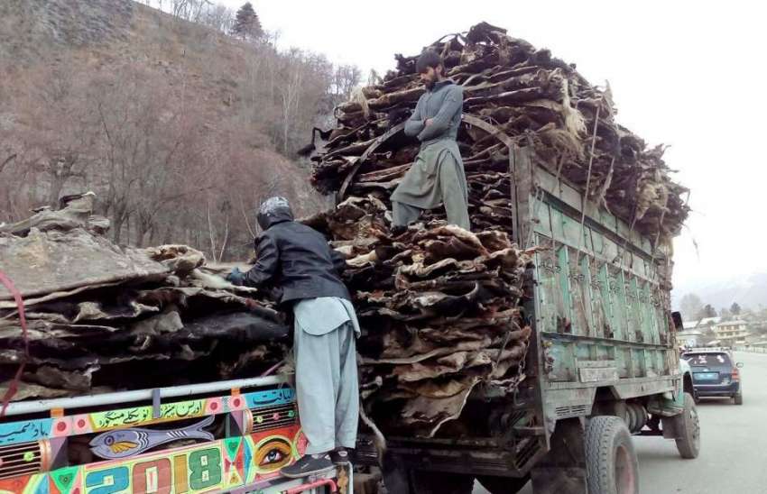 چترال: جانوروں کی کھالیں پشاور سپلائی کے لیے ٹرک پر لوڈ کیجا ..