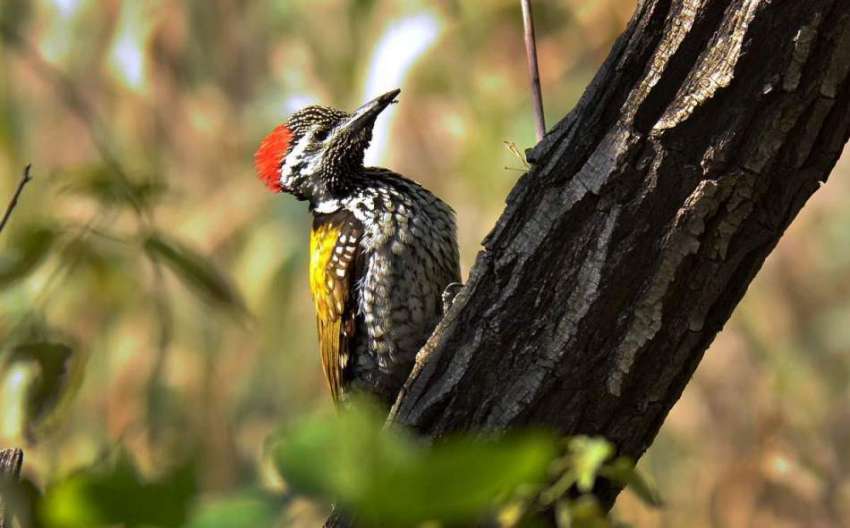 اسلام آباد: درخت پر بیٹھا پرندہ خوبصورت منظر پیش کر رہا ہے۔