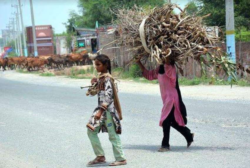 فیصل آباد:لڑکیاں خشک لکڑیاں اکھٹی کر کے گھر واپس جارہی ہیں