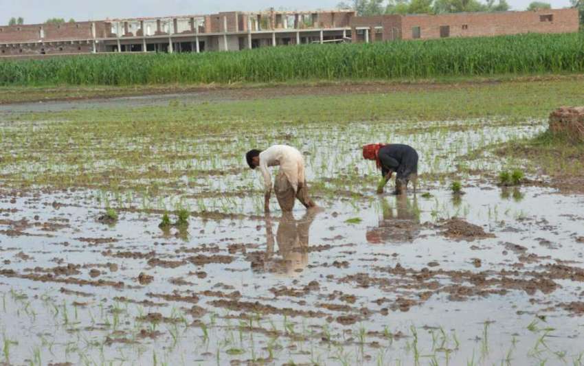 ملتان: کسان چاول کی فصل کاشت کرنے میں مصروف ہیں۔