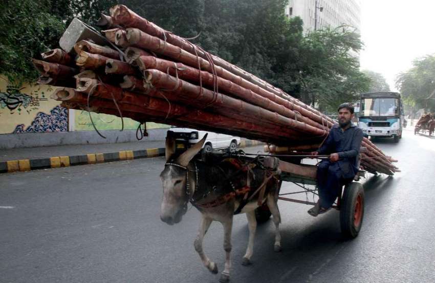 کراچی: پابندی کے باوجود لمبے بانس لوڈ کئے گدھا گاڑی ریڈ زون ..