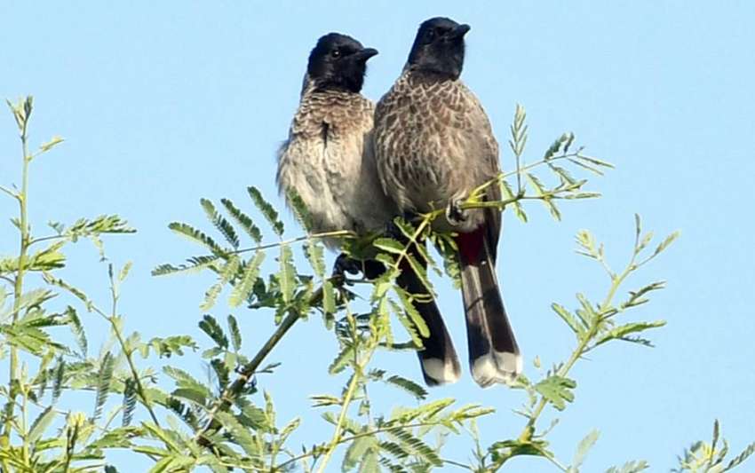 ملتان: درخت کی شاخ پر بیٹھے خوبصورت پرندوں کا ایک جوڑا۔