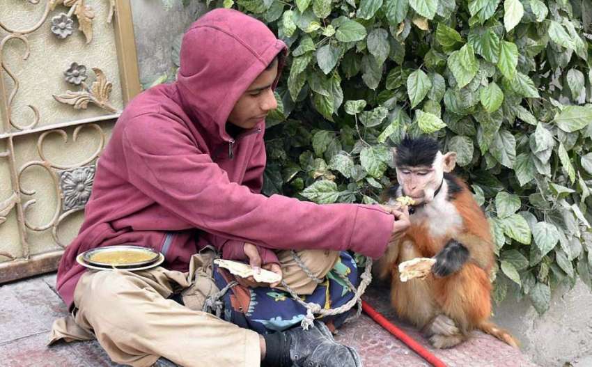 فیصل آباد: ایک بچہ اپنے پالتو بندر کو کھانا کھلا رہا ہے۔

