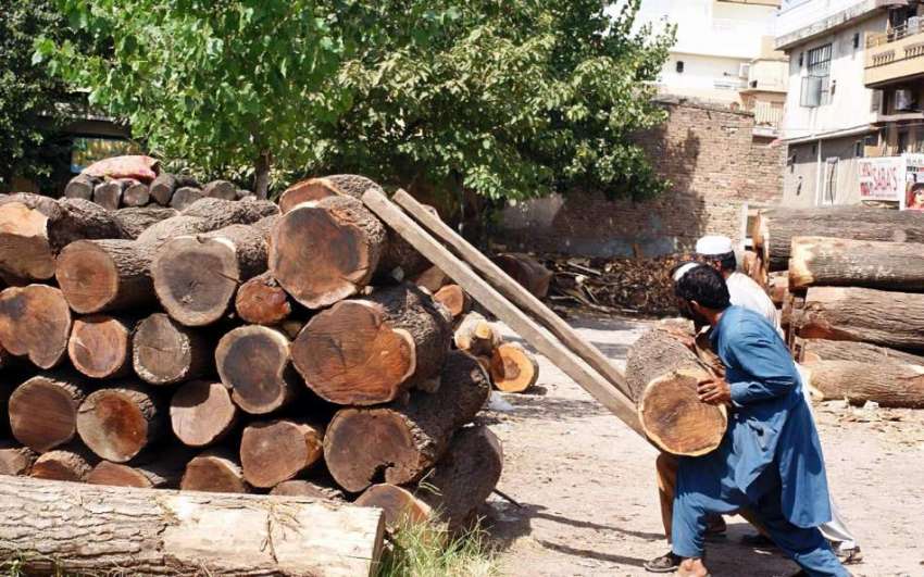 راولپنڈی: ٹمبر مارکیٹ میں مزدور بھاری لکڑی لکڑیوں پر چڑھارہے ..