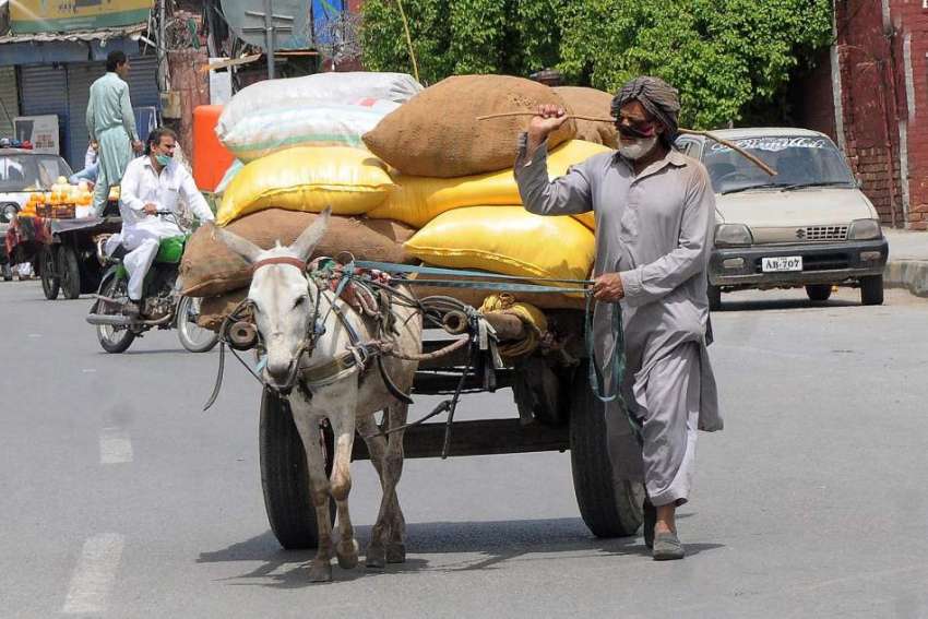 راولپنڈی:ایک معمر مزدور گدھا ریڑھے کے ذریعے سامان گودام ..