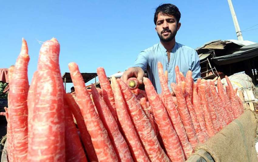 اسلام آباد: ایک دکاندار فروٹ اور سبزی منڈی میں گاجریں بیچنے ..