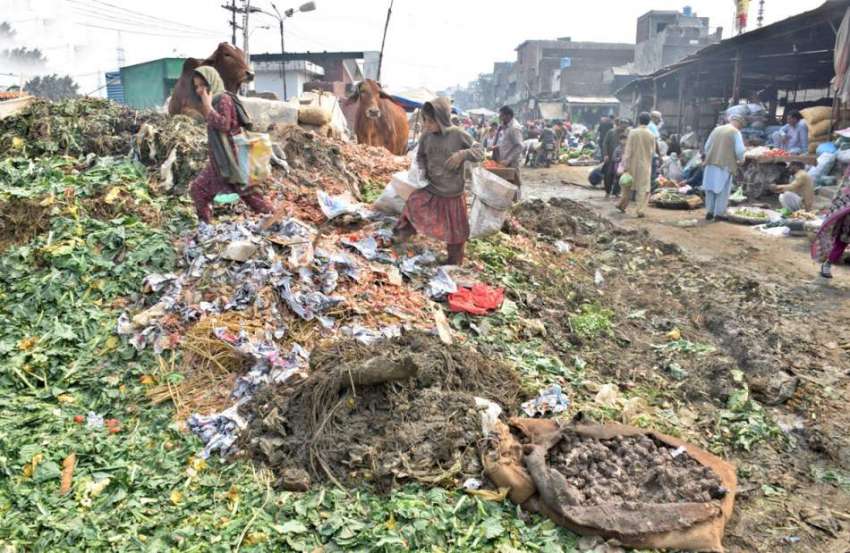 لاہور : خانہ بدوش بچیاں سبزی منڈی میں کوڑے کے ڈھیر سے سبزیاں ..
