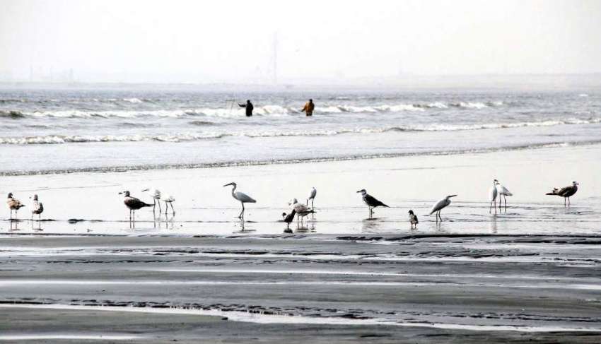 کراچی :ساحل سمندر پرسائبیرین پردیسی پرندے جمع نظر آرہے ہیں۔
