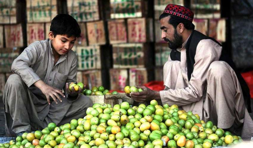 راولپنڈی: سبزی منڈی میں بیچنے والے اپنے گودام میں ٹماٹروں ..