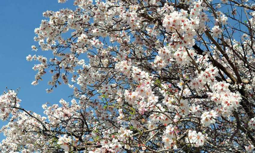 کوئٹہ: بہار کے موسم کے موقع پر بادام کے درختوں پر پھول پھولنے ..