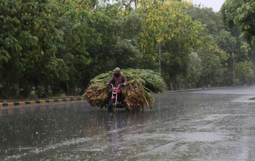 لاہور: ایک کسان بارش میں جانوروں کا چارہ لے کر جارہا ہے۔ ..