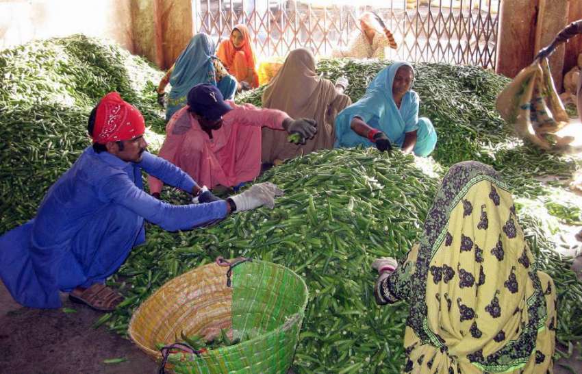 حیدرآباد: سبزی منڈی میں خواتین بھنڈیاں ٹوکری میں ڈال رہی ..