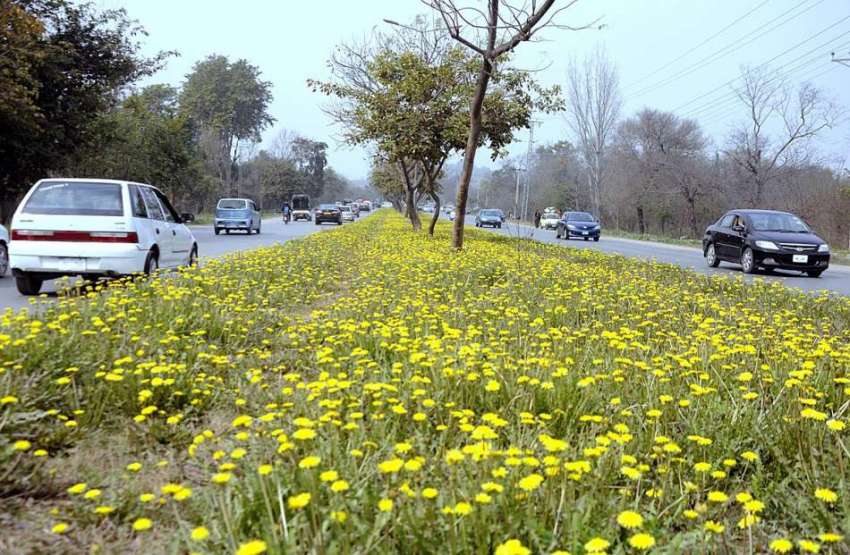اسلام آباد: شہر میں موسم بہار کے موسم کے موقع پر سینٹر گرین ..