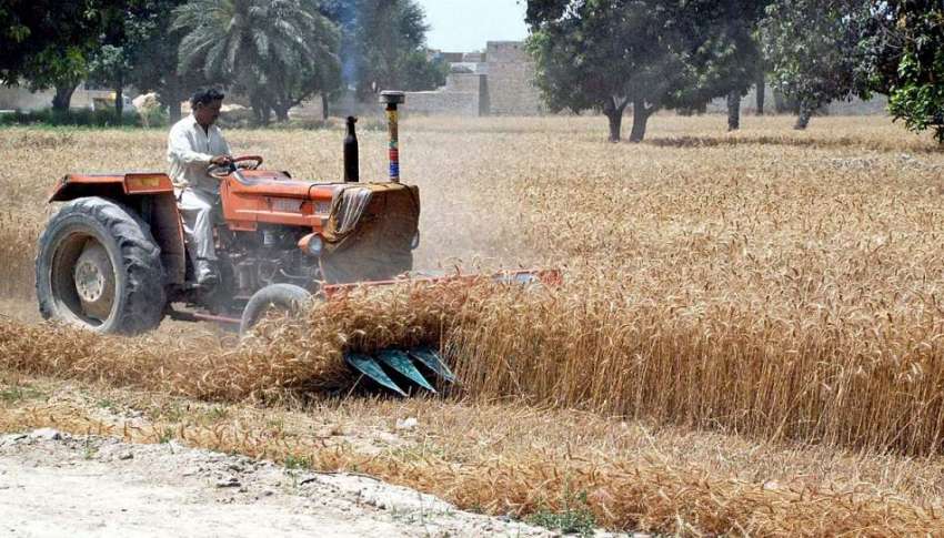 بہاولپور: ایک کاشتکار اپنے کھیت میں گندم کی فصل کاٹ رہا ہے۔
