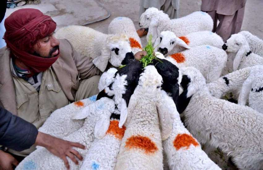 کوئٹہ: میزان چوک کے علاقے میں ایک شخص بھیڑ فروخت کررہا ہے