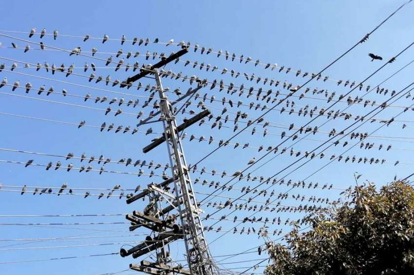 لاہور : شملہ پہاڑی چوک میں کبوتروں کا جھنڈ بجلی کی تاروں ..
