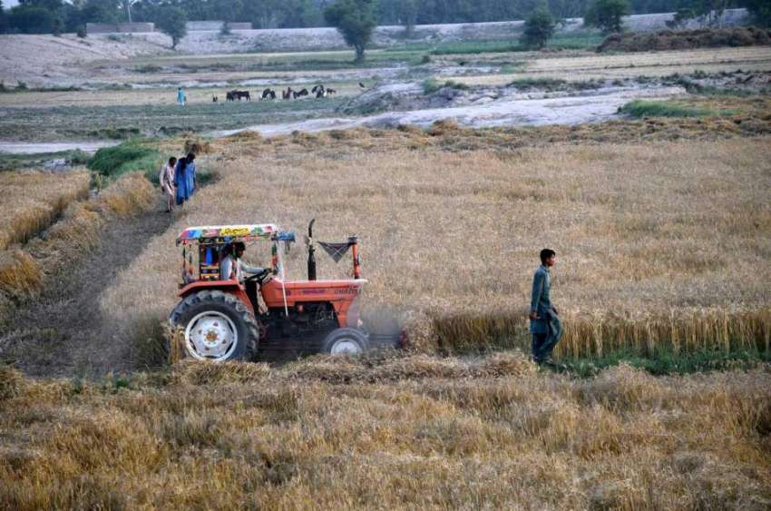 ملتان: مہر گاؤں میں اپنے کھیتوں میں گندم کی فصل کاشت کرنے ..