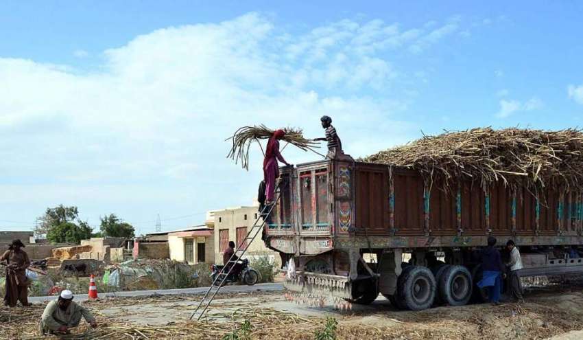 حیدرآباد: کسان شوگر مل میں گنے بھیجنے کے لئے ٹرک پر لوڈ کر ..