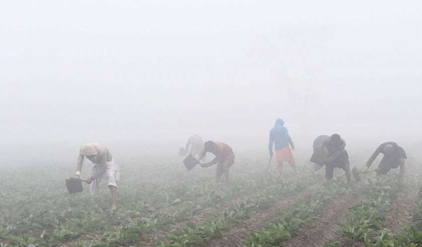 ملتان: کاشتکار صحت مند فصل کی کٹائی کے لئے اپنے کھیت میں ..