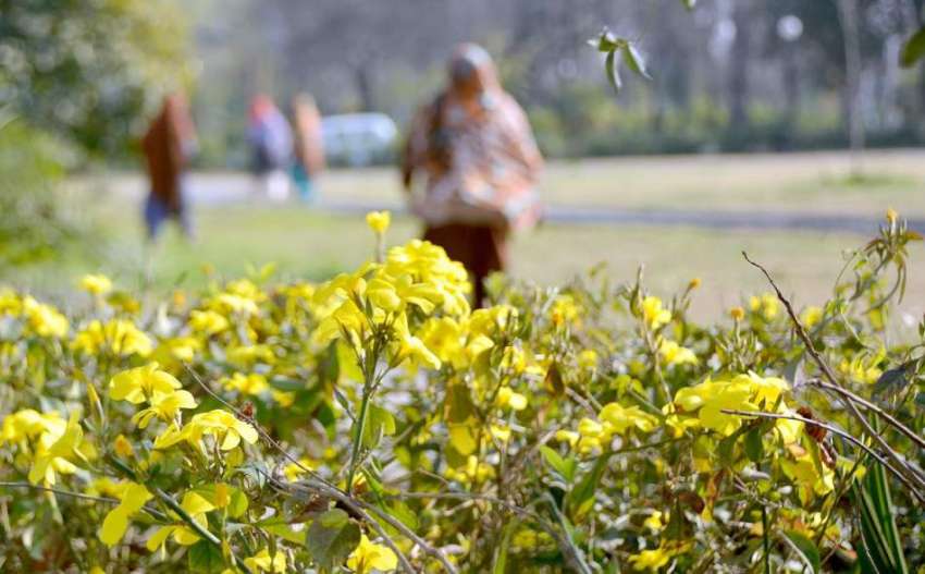 اسلام آباد: شاہراہ دستور کی سڑک کے کنارے موسمی پھول کھلنے ..