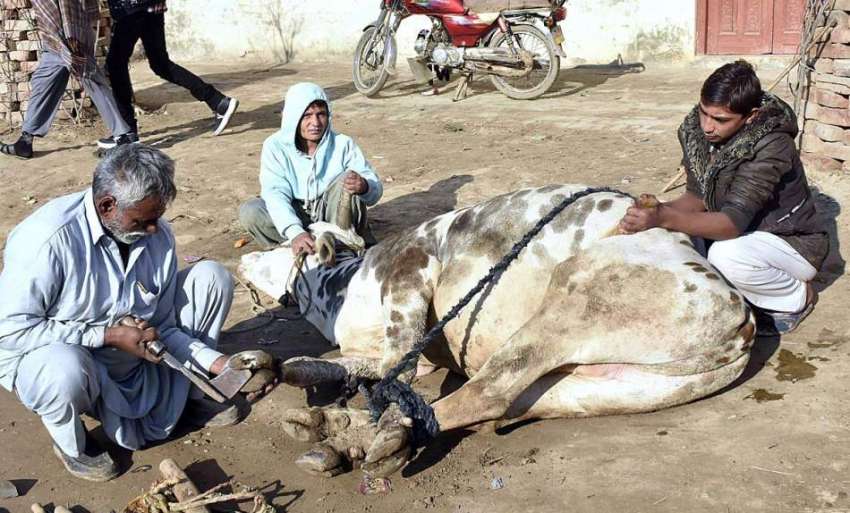 فیصل آباد: ایک لوہار بیل کو لوہے کے ناخن لگاتے ہوئے۔