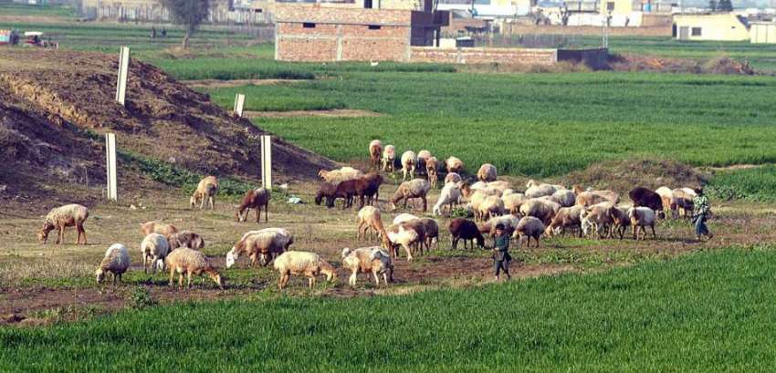 راولپنڈی: نوجوان راوت کے قریب ایک کھیت میں اپنے چرواہوں ..