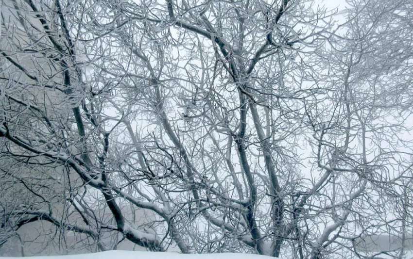 مری: شہر میں شدید برف باری کے بعد برف سے ڈھکے ہوئے درختوں ..