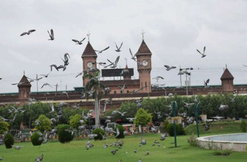 لاہور : ریلوے اسٹیشن کے سامنے پارک میں دانہ چگنے کے بعد اڑتے ..