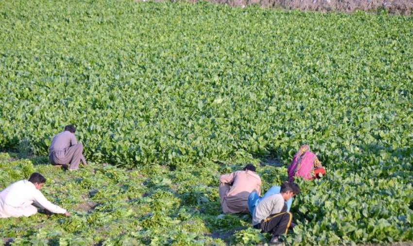 سرگودھا: کاشتکار اپنے کھیت میں سبزی جمع کرنے میں مصروف ہیں۔