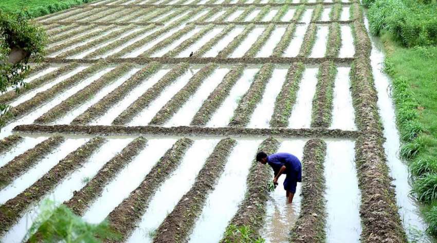 حیدرآباد، بائی پاس کے قریب ایک کسان کھیتی باڑی میں مصروف ..
