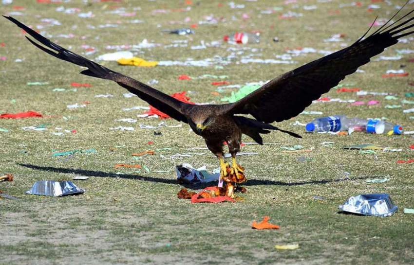 سیالکوٹ: پارک سے پرندہ گرا ہوا کھانا اٹھا کرلے جا رہا ہے