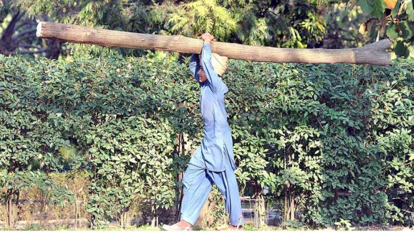 اسلام آباد: ایک نوجوان گھریلو استعمال کے لئے لکڑی اُٹھائے ..