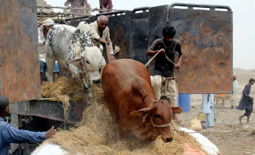 کراچی: سپر ہائے وے مویشی منڈی میں بپاری قربانی کے جانور گاڑی ..