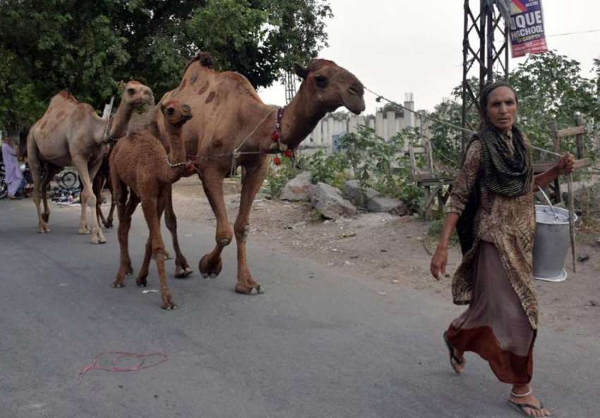 لاہور: ایک خانہ بدوش خاتون اونٹنی کا دودھ فروخت کرنے کیلئے ..