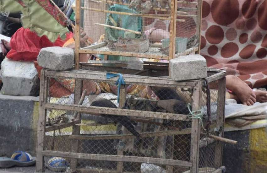 لاہور : داتا دربار کے باہر پرندے فروخت کرنے والی خاتون دوپہر ..