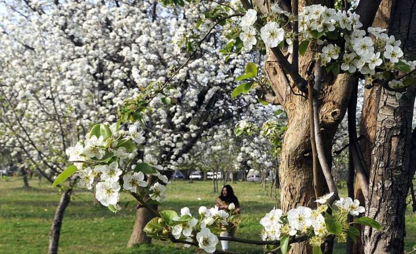 اسلام آباد: شہر میں موسم بہار کے موسم کے موقع پر ایک درخت ..