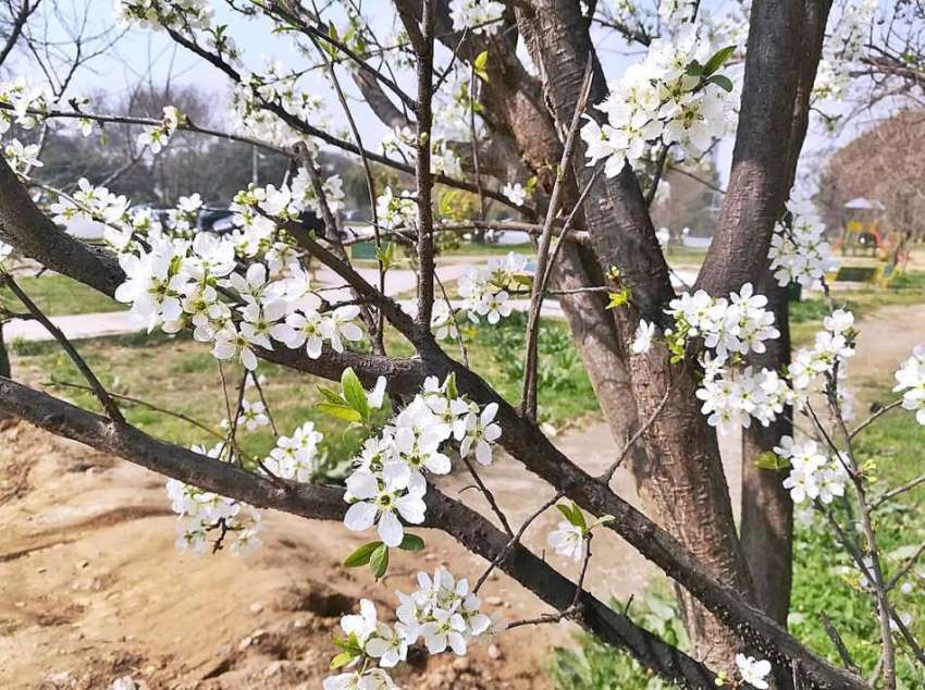 اسلام آباد: وفاقی دارالحکومت میں سڑک کے کنارے درختوں پر ..