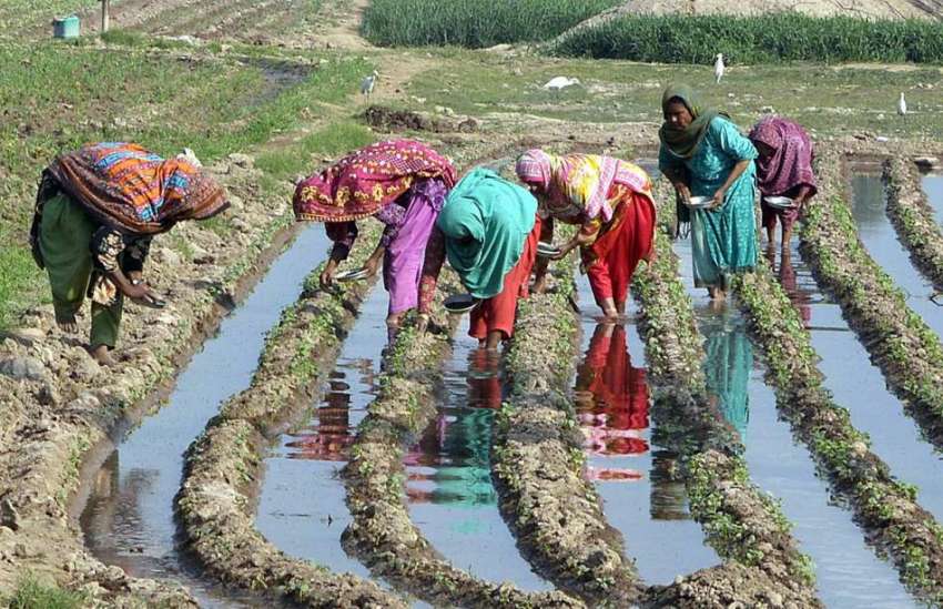 ملتان: قصبہ مرال میں خاتون کسان اپنے کھیت میں اپنے کام میں ..