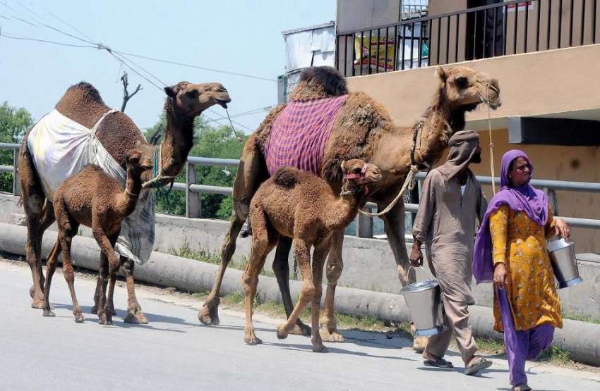 راولپنڈی: خانہ بدوش اپنی اونٹیوں کے ہمراہ دودھ فروخت کرنے ..