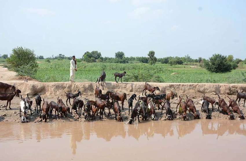فیصل آباد: گرم موسم کے دوران بکریوں کا ریوڑ مقامی نہر سے ..