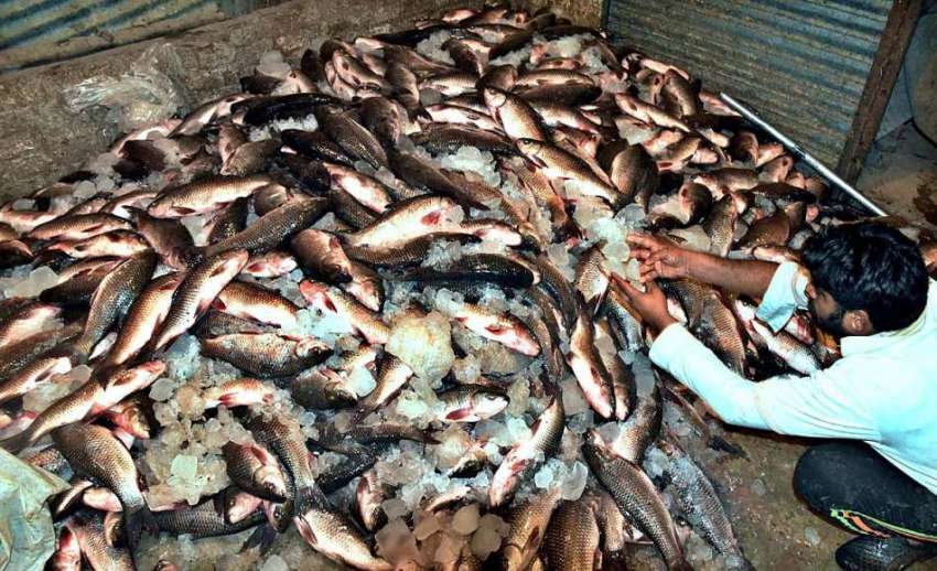 لاڑکانہ: فش مارکیٹ میں صارفین کو راغب کرنے کے لئے مچھلیاں ..